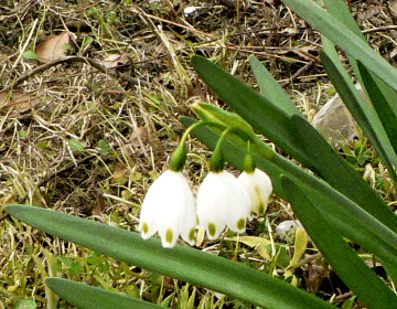 ファイル 456-1.jpg