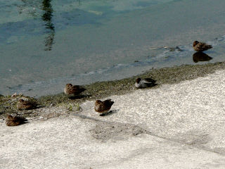 ファイル 470-2.jpeg