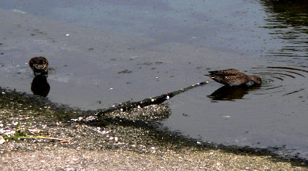 ファイル 471-1.jpg