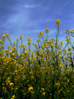 ファイル 472-5.jpg