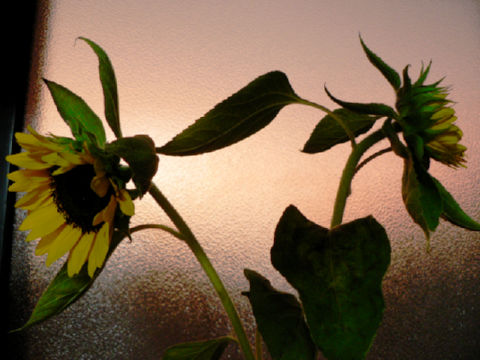 ファイル 924-1.jpg