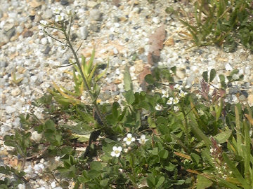 ファイル 955-1.jpg